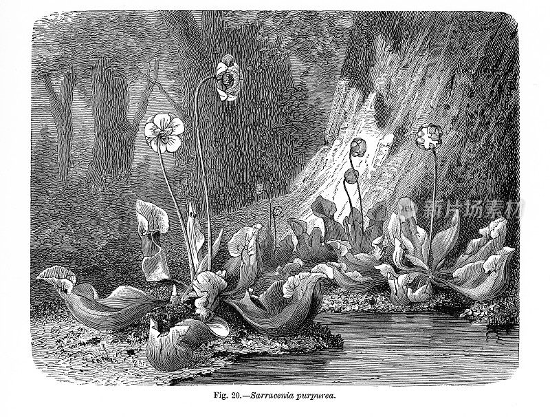 植物自然史，维多利亚植物插图，1897年，sarracenia purpurea
